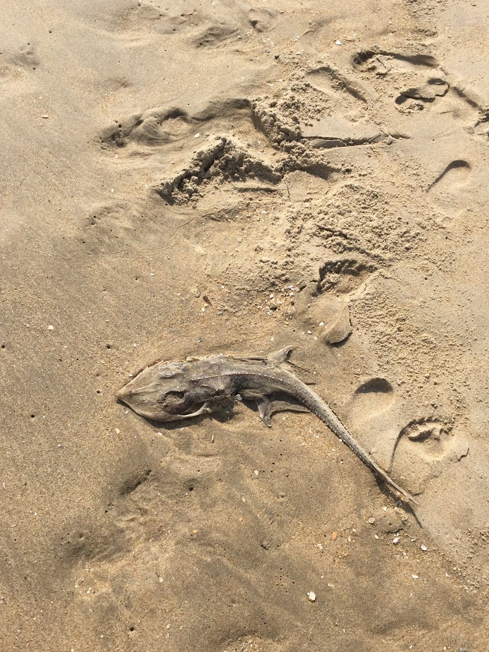 Small dead shark.