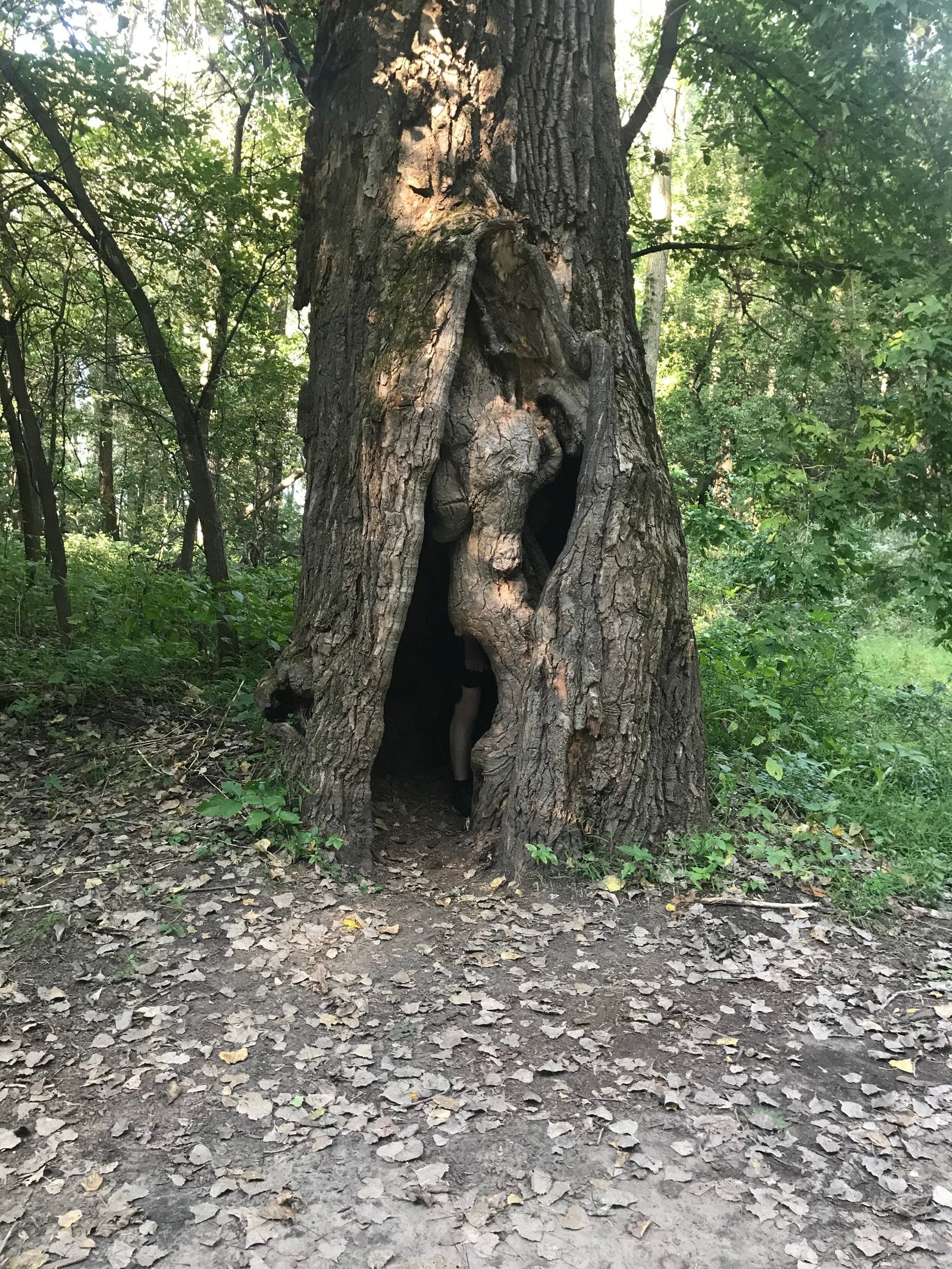 Horrifying tree.