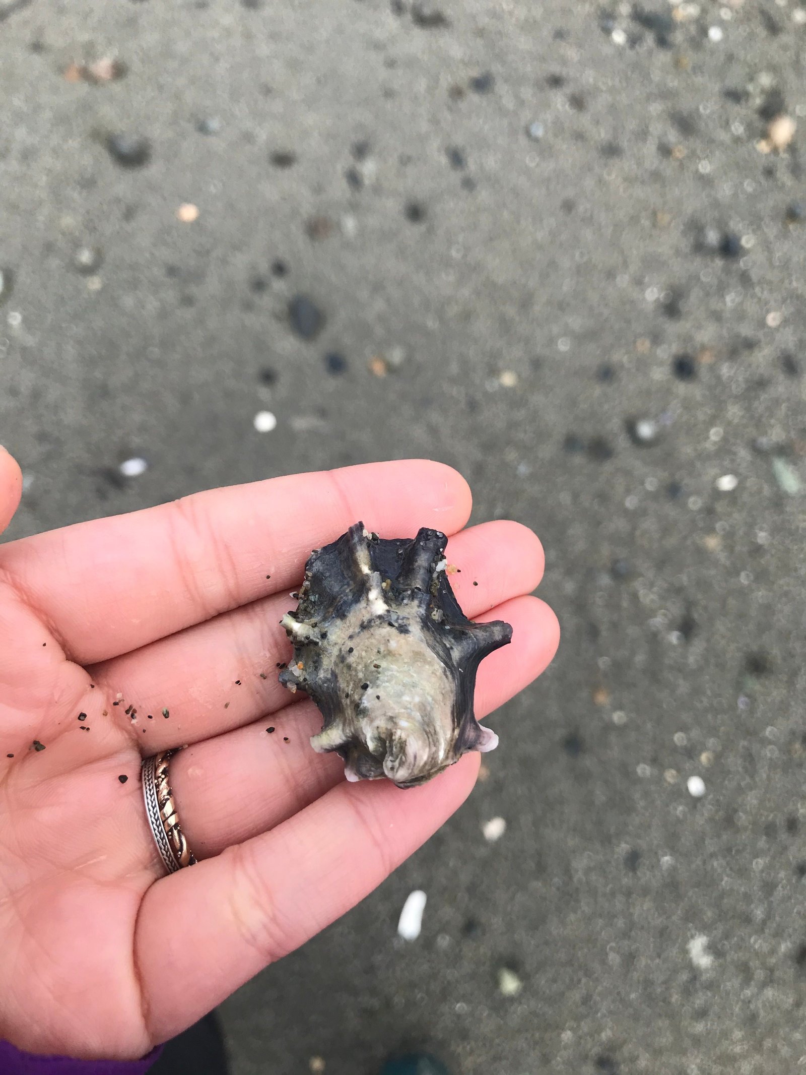 Small oyster.