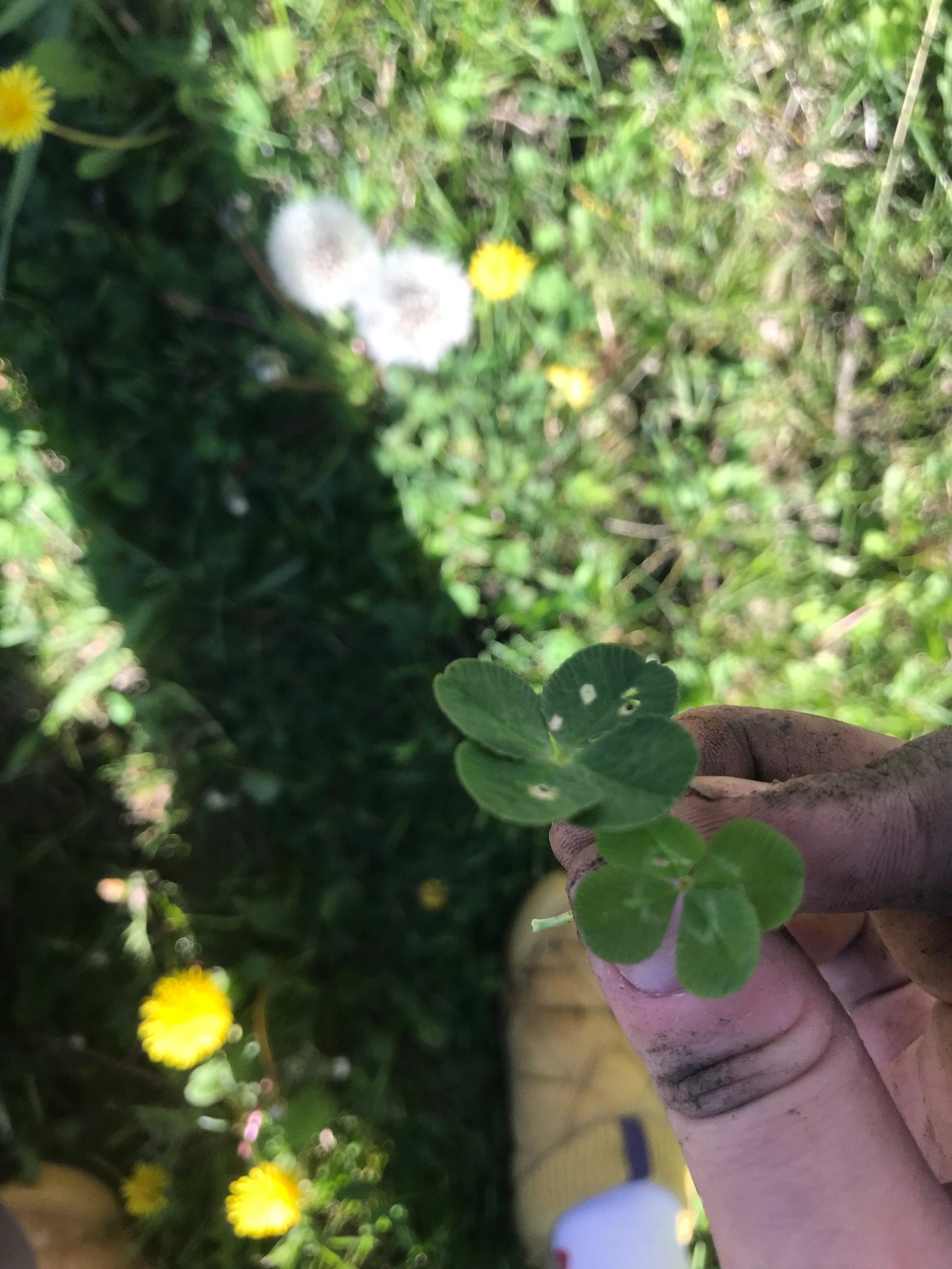 Eight leaves.