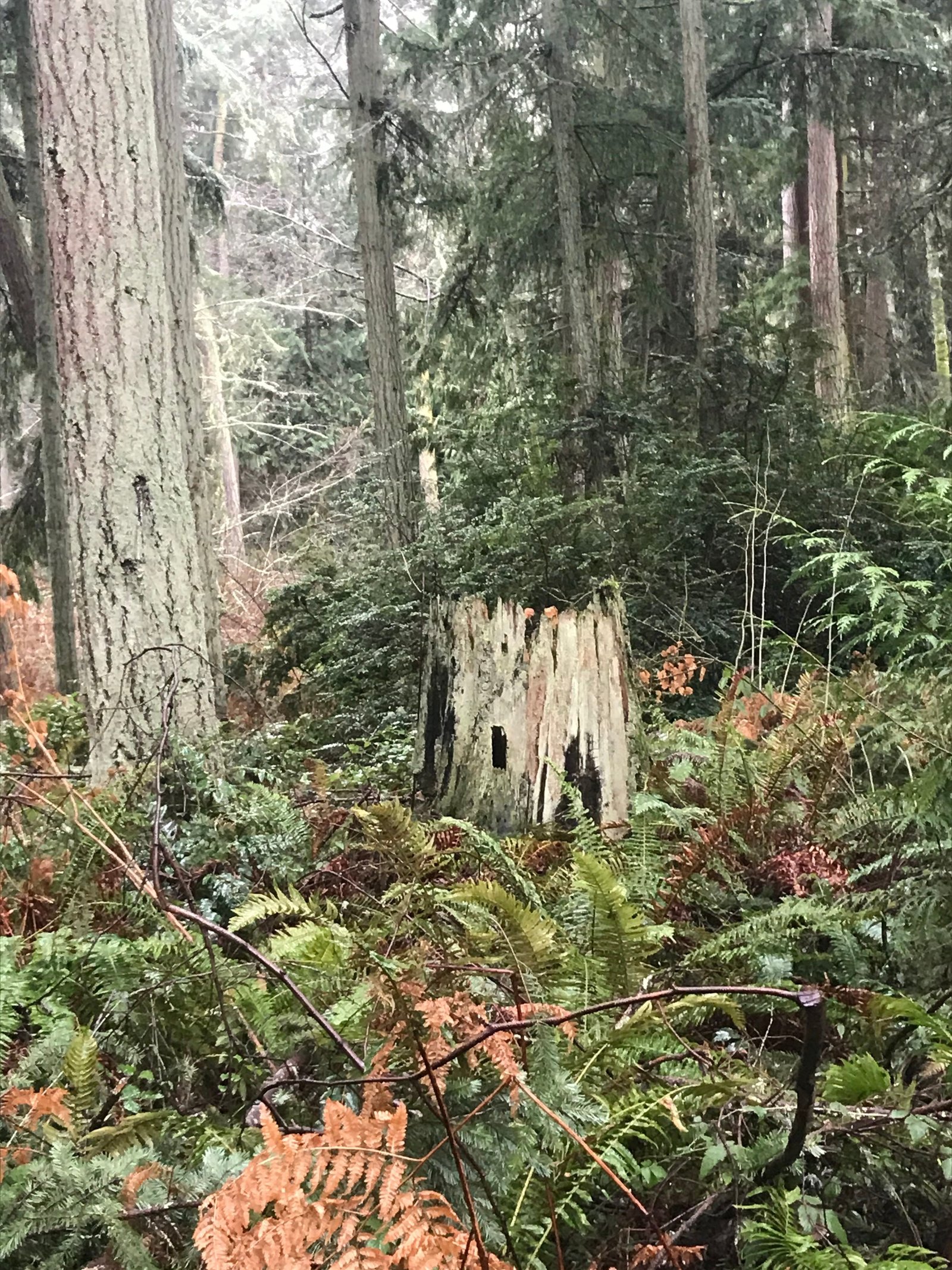 Stump house.
