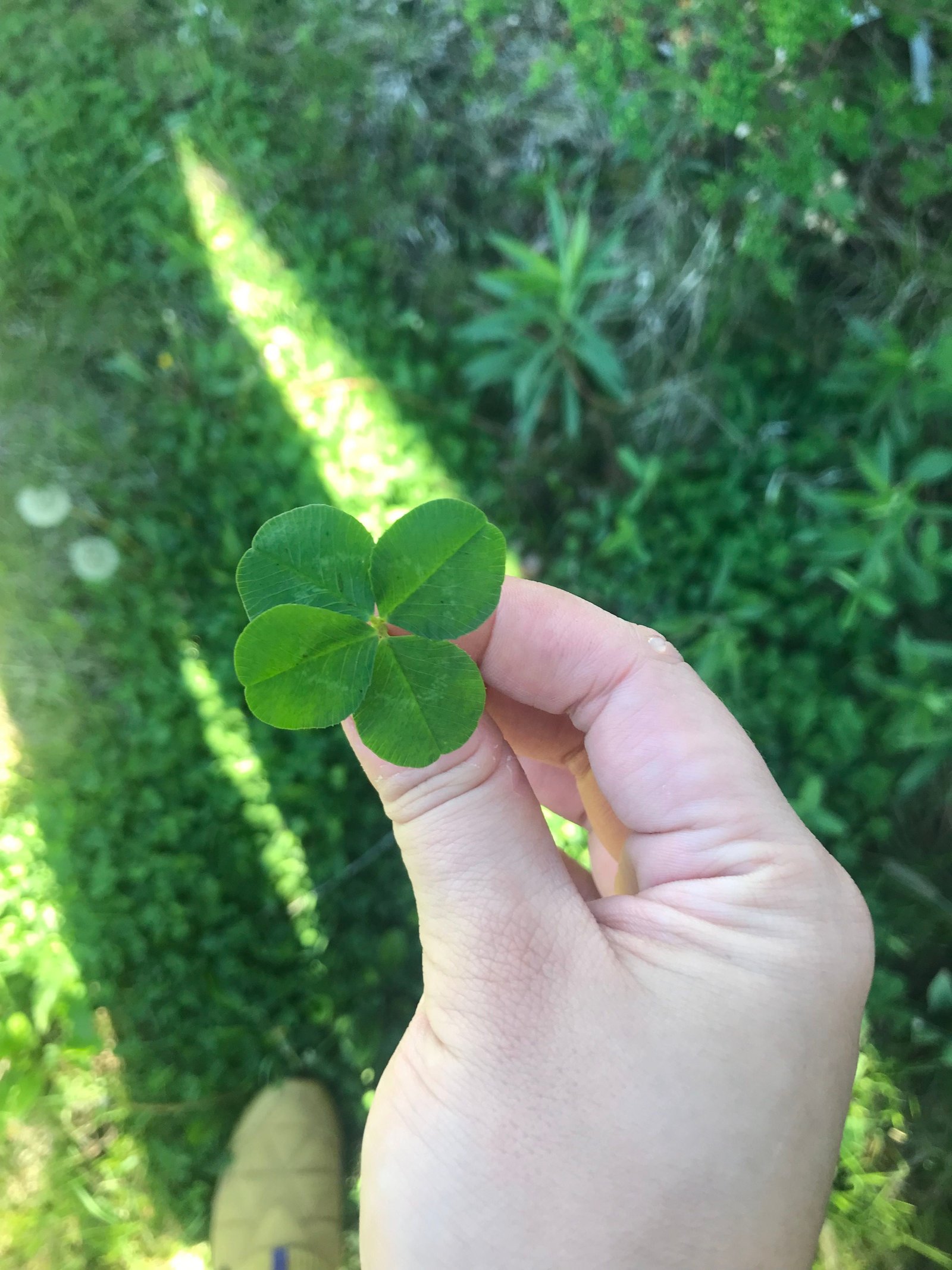 Four leaves